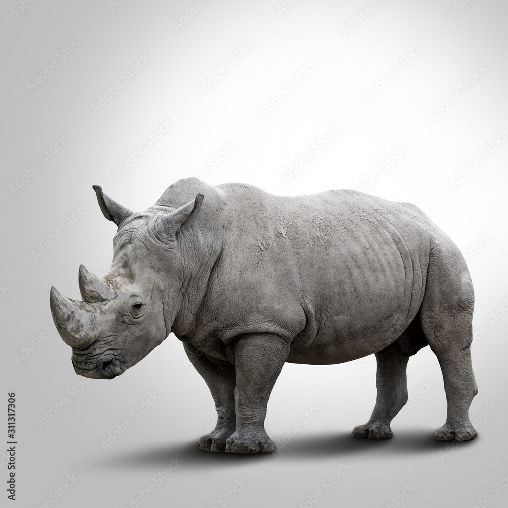 A white rhino on grey background A white rhino on grey background