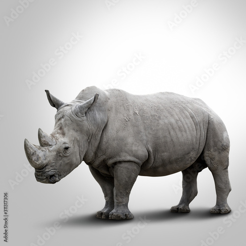 A white rhino on grey background Fototapet