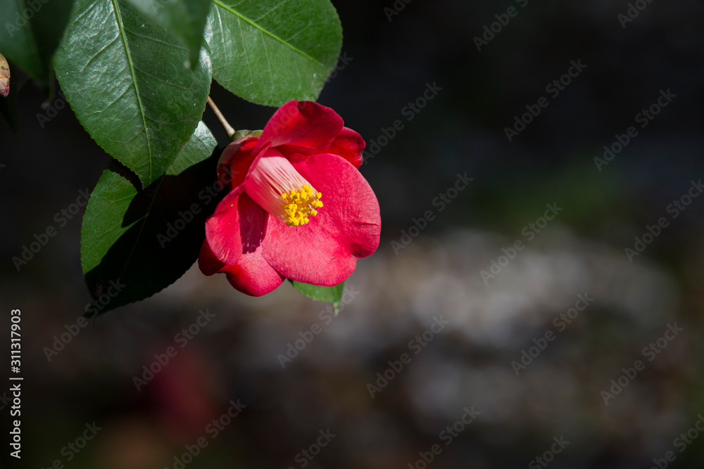 Fototapeta premium A beautiful camellia blooming in full bloom.camellia flower