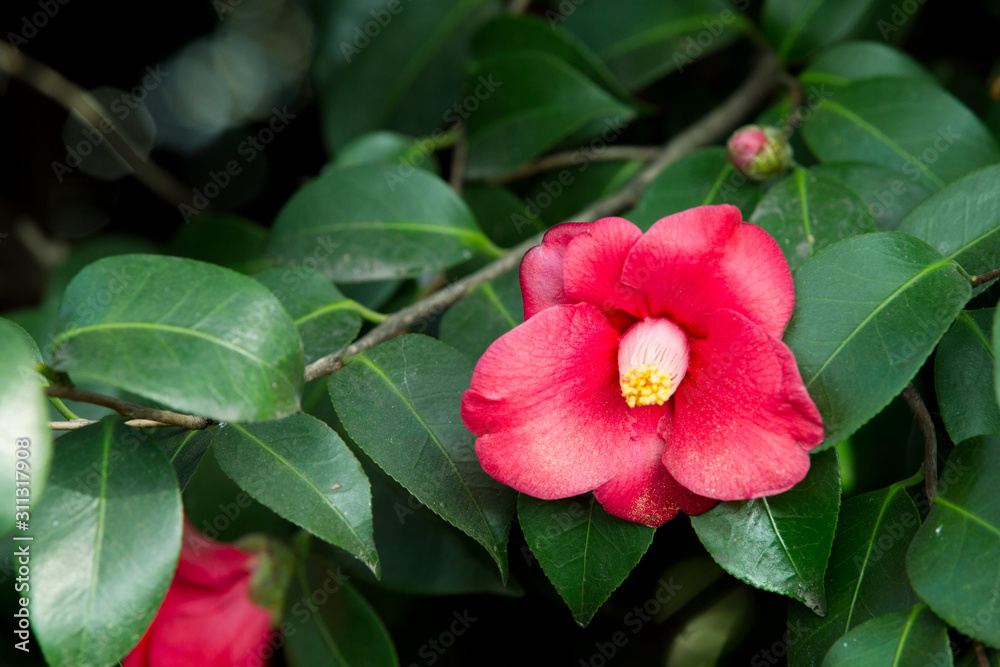 A beautiful camellia blooming in full bloom.camellia flower A beautiful camellia blooming in full bloom.camellia flower