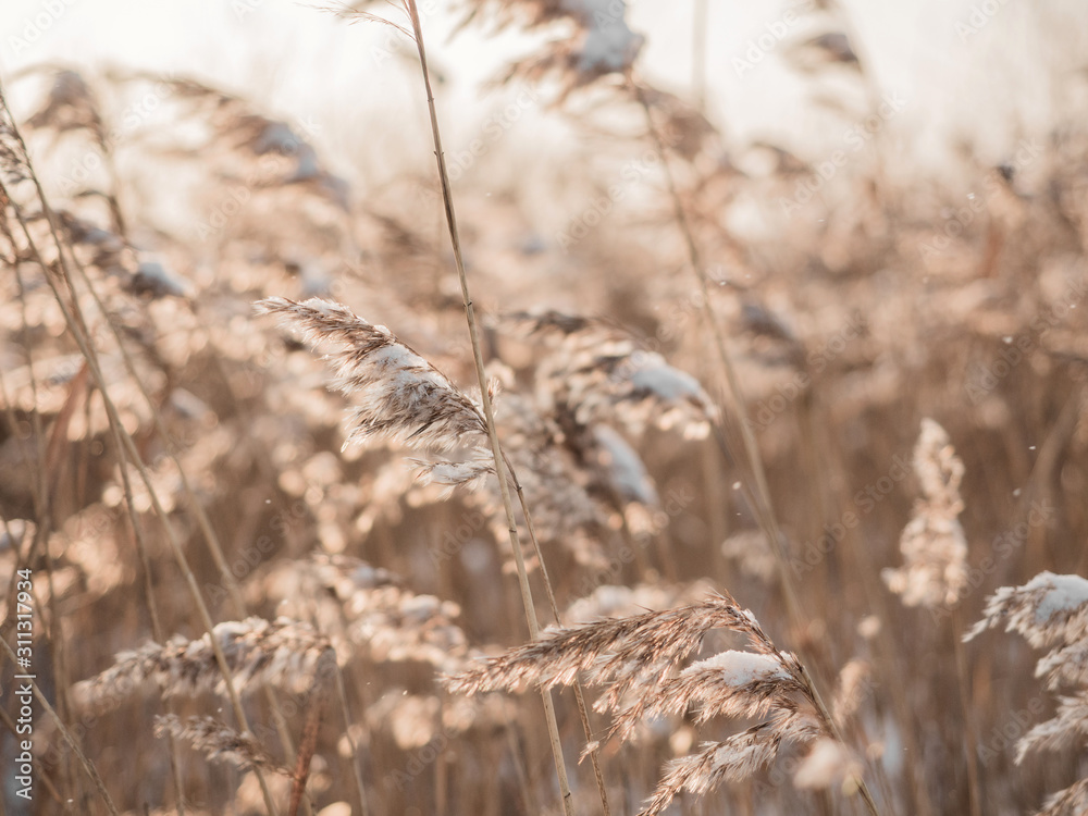Fototapeta premium Dry grass sways in the wind in the sun in winter. Beige reed. Beautiful nature trend background. Closeup