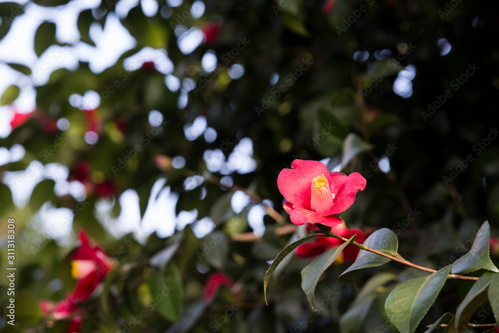 A beautiful camellia blooming in full bloom.camellia flower A beautiful camellia blooming in full bloom.camellia flower