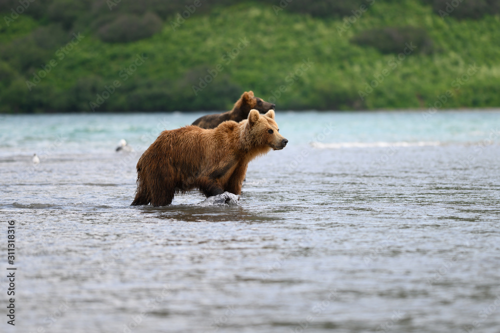Ruling the landscape, brown bears of Kamchatka (Ursus arctos beringianus) Ruling the landscape, brown bears of Kamchatka (Ursus arctos beringianus)