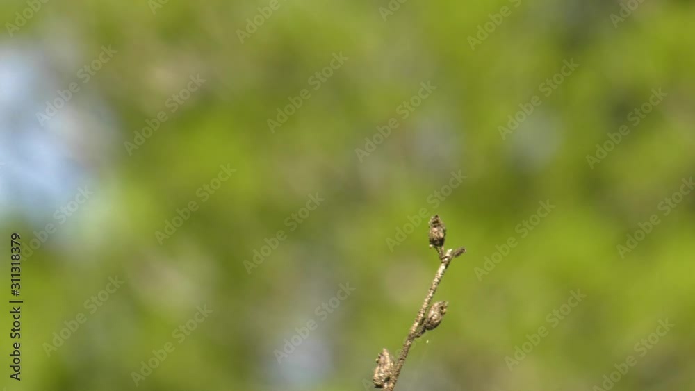 dragonfly flying away and landing, slow motion macro dragonfly flying away and landing, slow motion macro