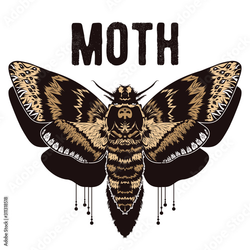 Graphic vector of moth. Illustration for print of t-shirts, mugs, pens, logos, tattoo and other things. Vintage hand drawn line art illustration