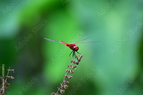 dragonfly on leaf © Manu