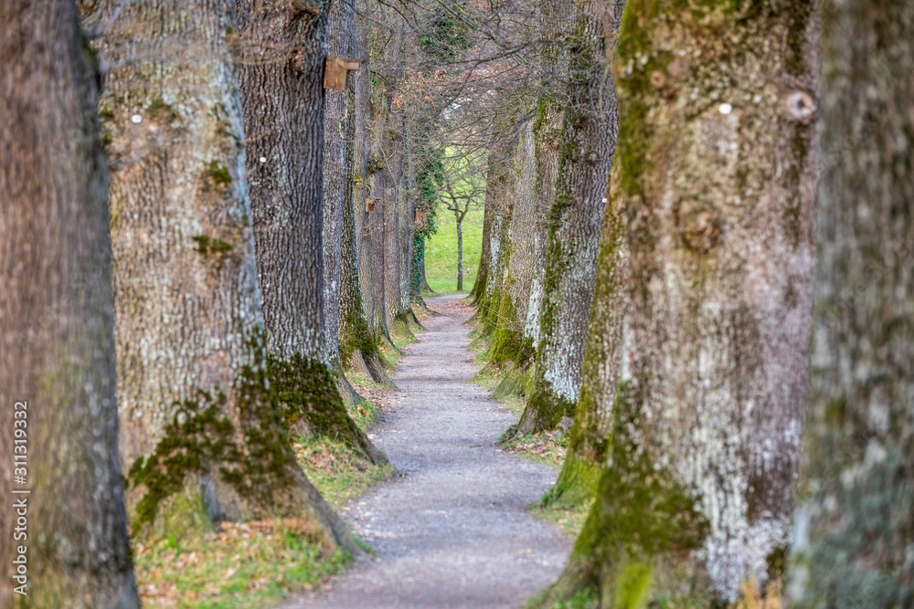 Kottmüllerallee mit uralten Eichen in Murnau Kottmüllerallee mit uralten Eichen in Murnau