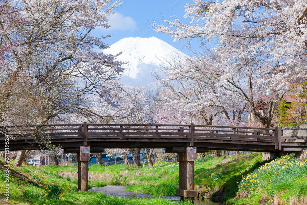 富士山と満開の桜、山梨県南都留郡忍野村にて