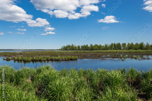 Fototapeta Naklejka Na Ścianę i Meble -  summer landscape on the lake on a clear day