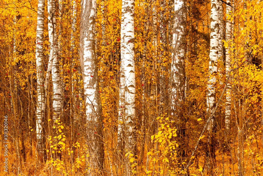 Obraz premium Autumn birch forest, natural landscape.