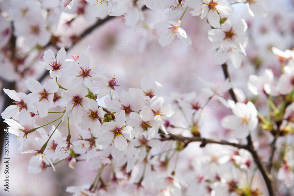 Cherry blossoms in full bloom.Beautiful cherry blossoms. Cherry blossoms in full bloom.Beautiful cherry blossoms.