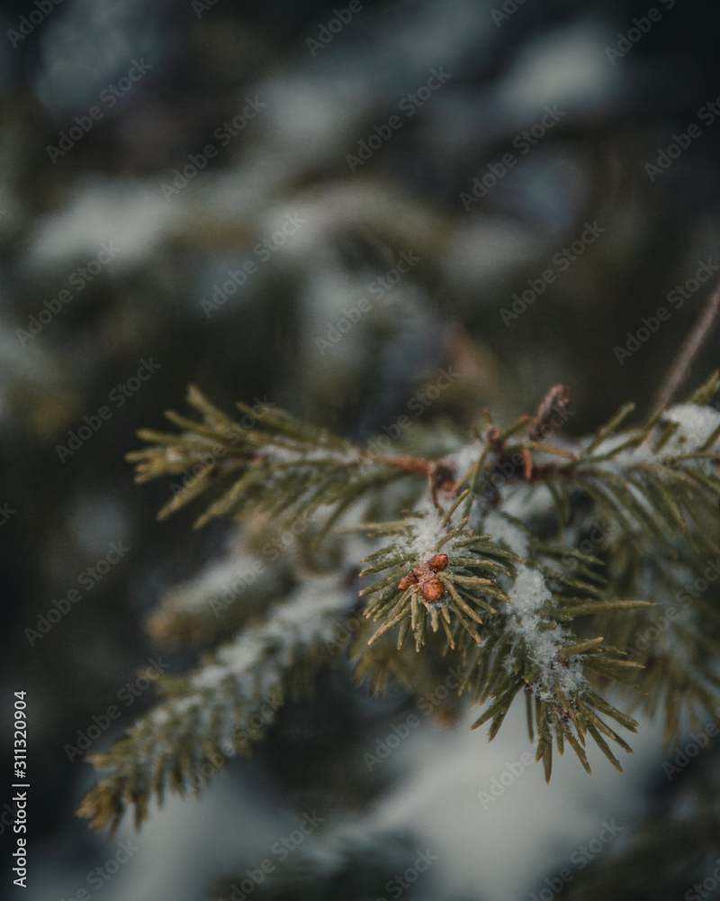 Macro shot of pine trees in the snow in winter Macro shot of pine trees in the snow in winter