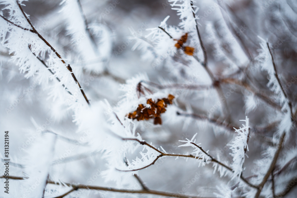 Frozen field plants. Macro shooting in winter. Soft focus. Frozen branches. Frozen field plants. Macro shooting in winter. Soft focus. Frozen branches.