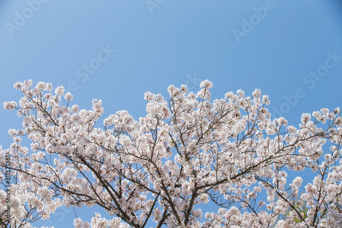 Sky and cherry blossoms. Cherry blossoms in full bloom.Beautiful cherry blossoms.