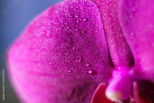 Close-up of single purple Orchid flower. Macro shooting. Soft focus.  Drops of water on a flower.