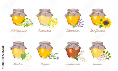 Honey of different type set. Glass jar with Acacia, Sunflower, Buckwheat, Linden, Thyme, Lavender, Rapeseed, Wildflowers honey. Vector illustration of a natural healthy sweet in cartoon flat style.