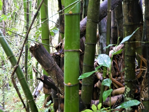 Bambus © Erika