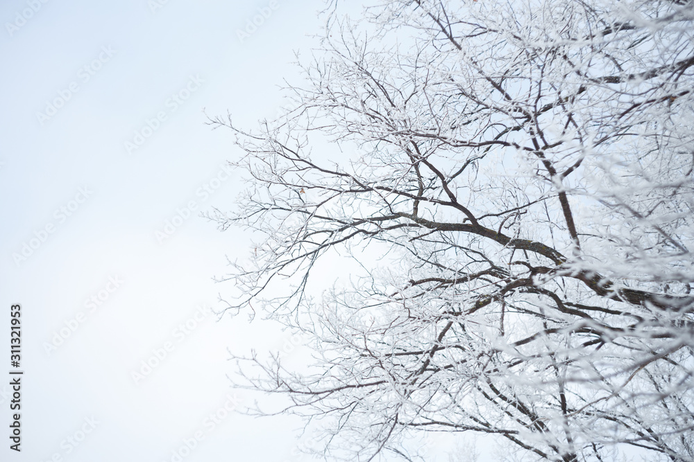 Frozen tree branchs, winter forest.  Macro shooting in winter. Soft focus. trees against the sky.