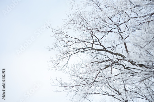 Frozen tree branchs, winter forest.  Macro shooting in winter. Soft focus. trees against the sky. © Alina