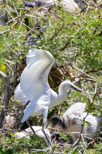 Western Cattle Egret (Bubulcus Ibis), Leidam, Montagu, Western Cape, South Africa, Fledgling exercising his wings on an acacia tree in the colony photo