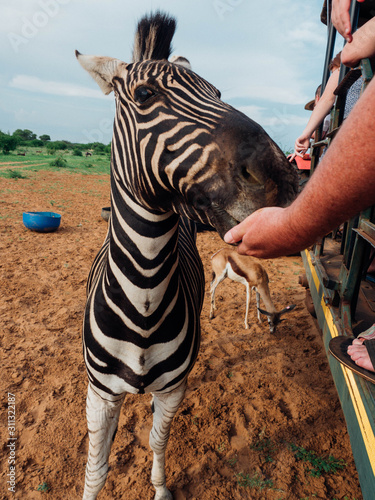 Zebra being fed by hand