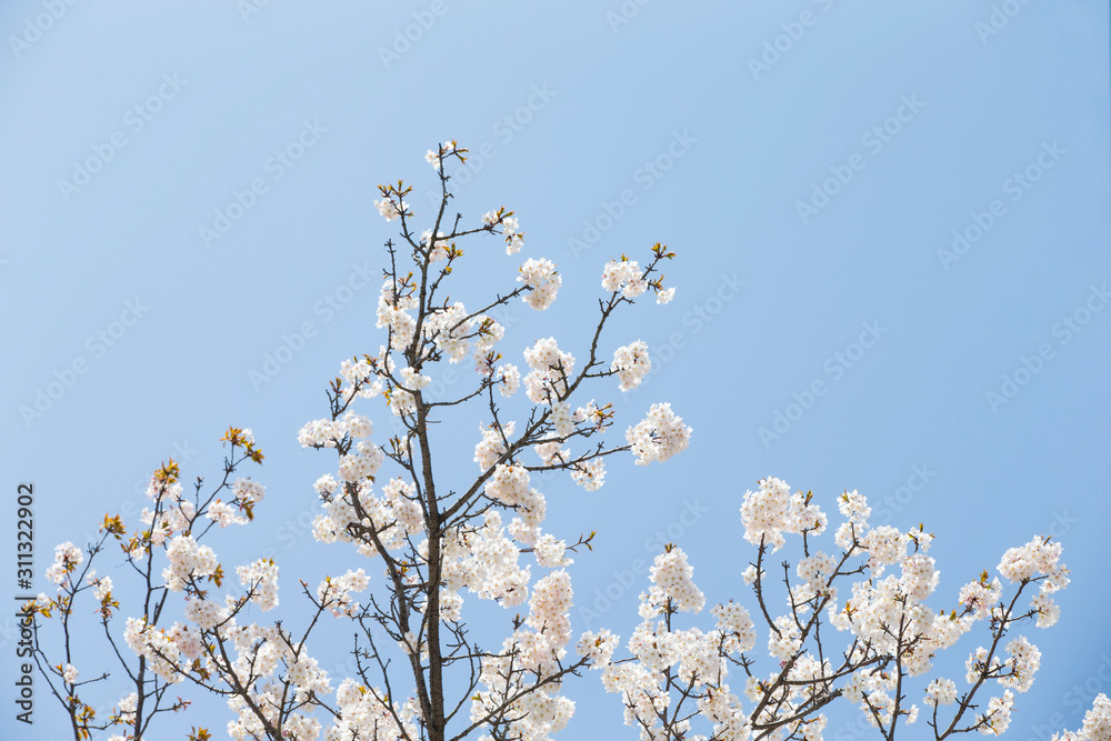 Sky and cherry blossoms. Cherry blossoms in full bloom.Beautiful cherry blossoms. Sky and cherry blossoms. Cherry blossoms in full bloom.Beautiful cherry blossoms.