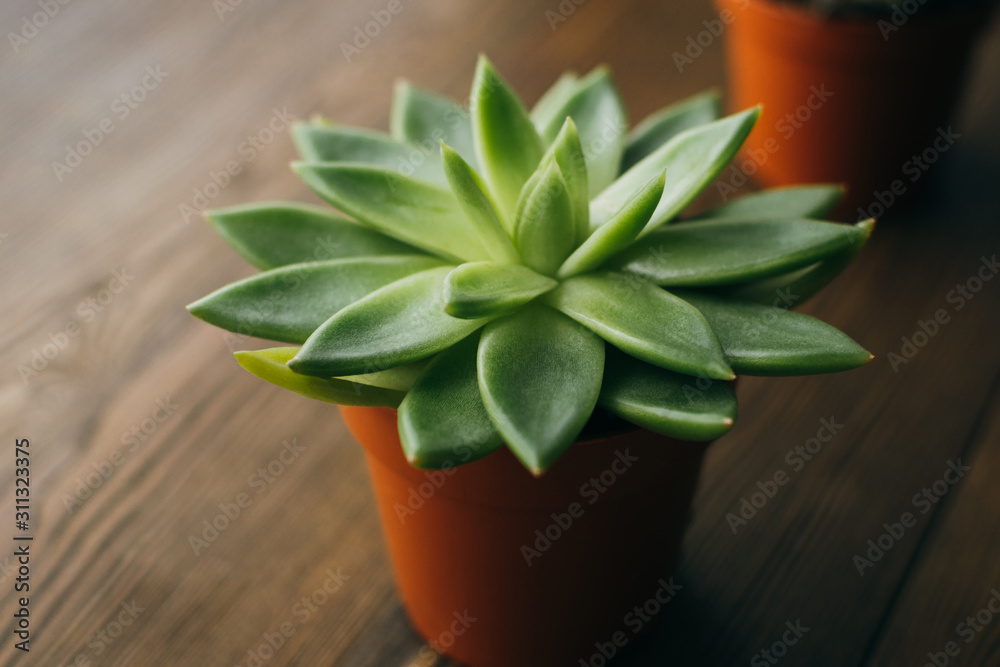 Blurred close-up of green house plant succulent in clay orange pot at wooden table. Blurred close-up of green house plant succulent in clay orange pot at wooden table.