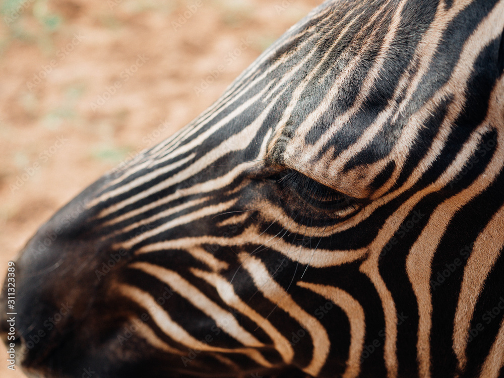 close up of a zebra close up of a zebra