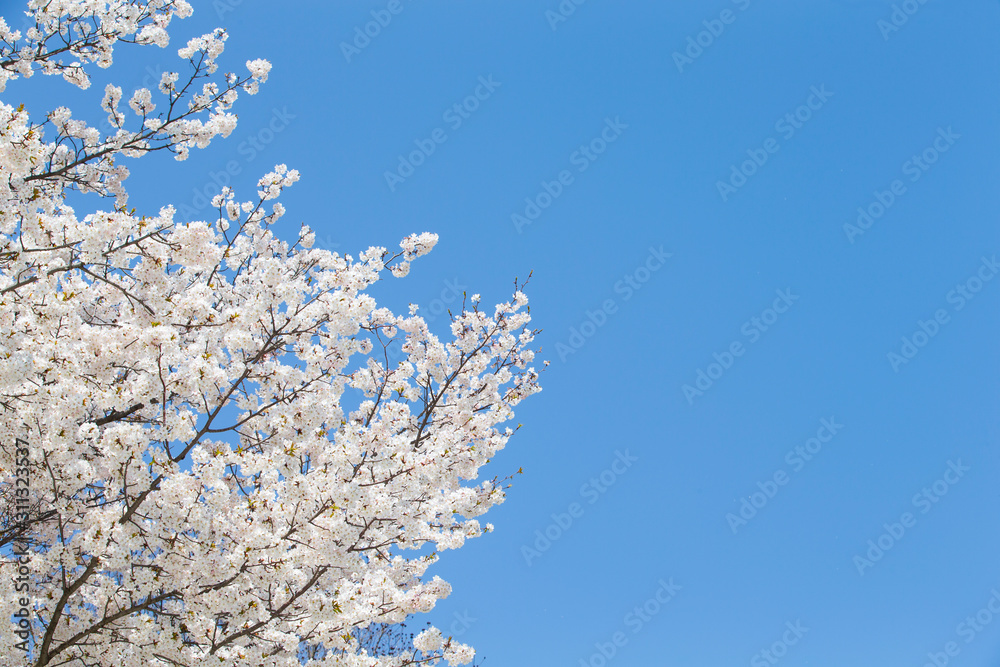 Sky and cherry blossoms. Cherry blossoms in full bloom.Beautiful cherry blossoms. Sky and cherry blossoms. Cherry blossoms in full bloom.Beautiful cherry blossoms.