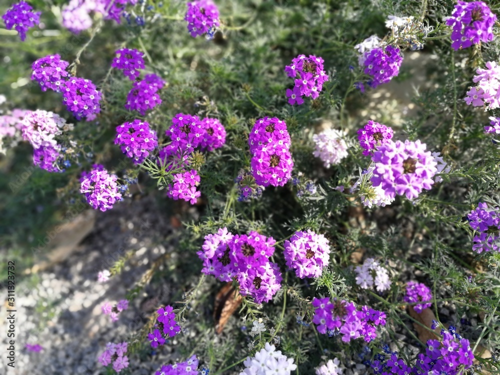 purple flowers in the garden