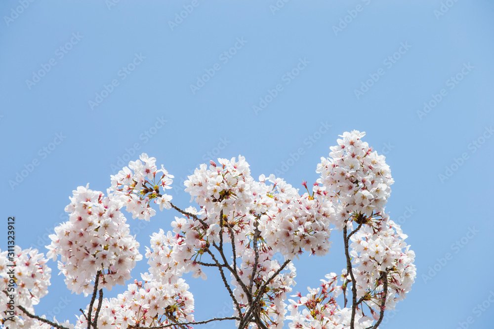 Sky and cherry blossoms. Cherry blossoms in full bloom.Beautiful cherry blossoms. Sky and cherry blossoms. Cherry blossoms in full bloom.Beautiful cherry blossoms.
