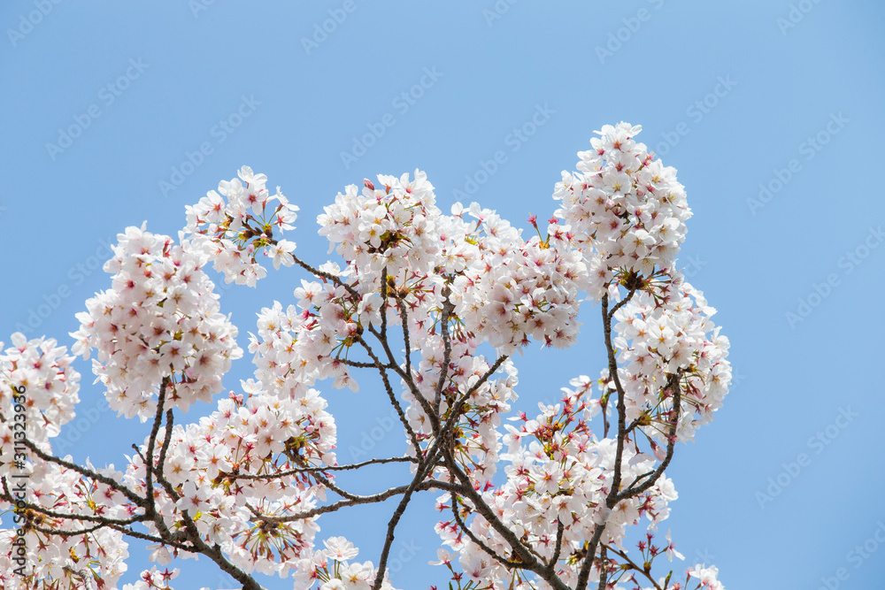 Sky and cherry blossoms. Cherry blossoms in full bloom.Beautiful cherry blossoms.