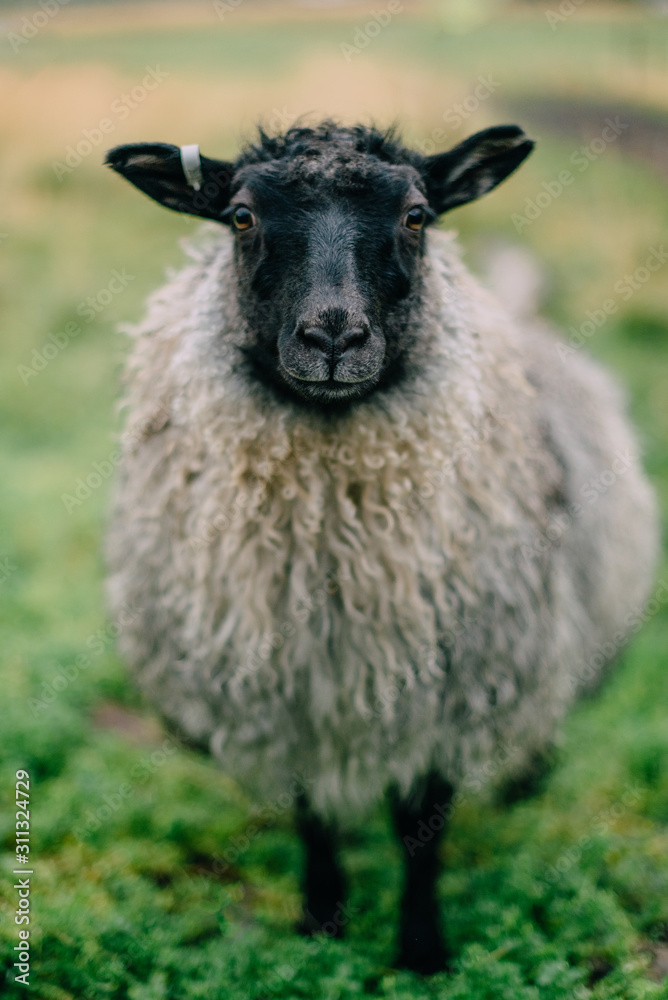 Gray Icelandic sheep stands in a green meadow and looks at the camera, closeup portrait