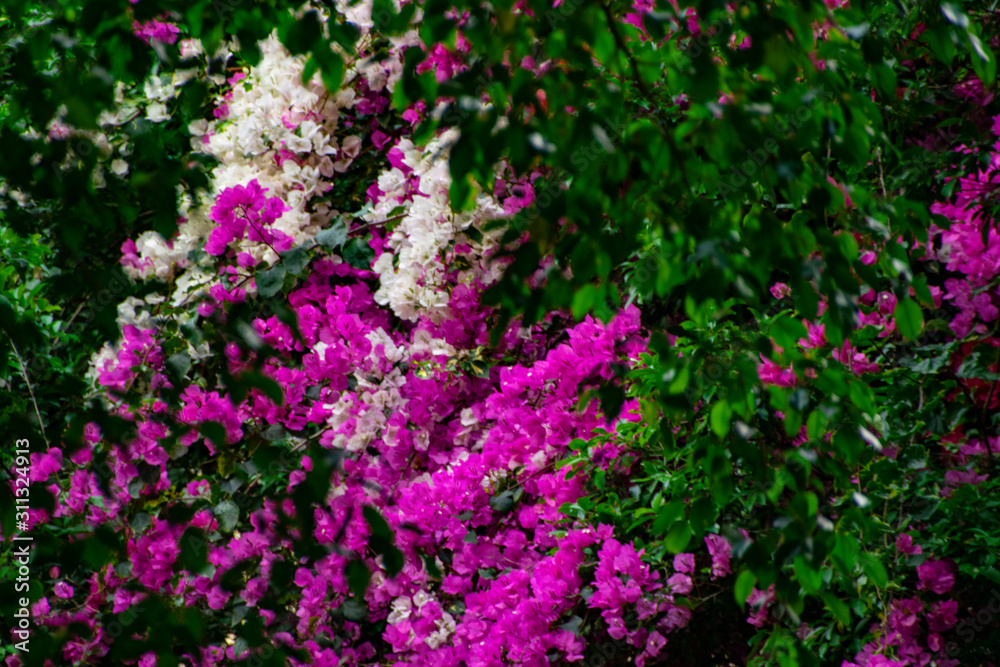 Flowering of Bougainvillea 三角梅开花 Flowering of Bougainvillea 三角梅开花