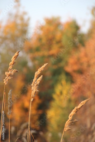 autumn wheat