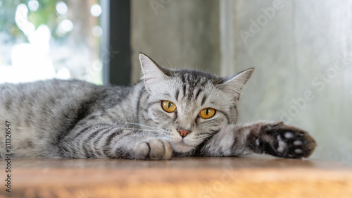Gray striped cat lying in the room. © supaleka