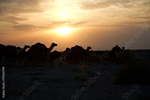 Dromedar Herde Sonnenuntergang