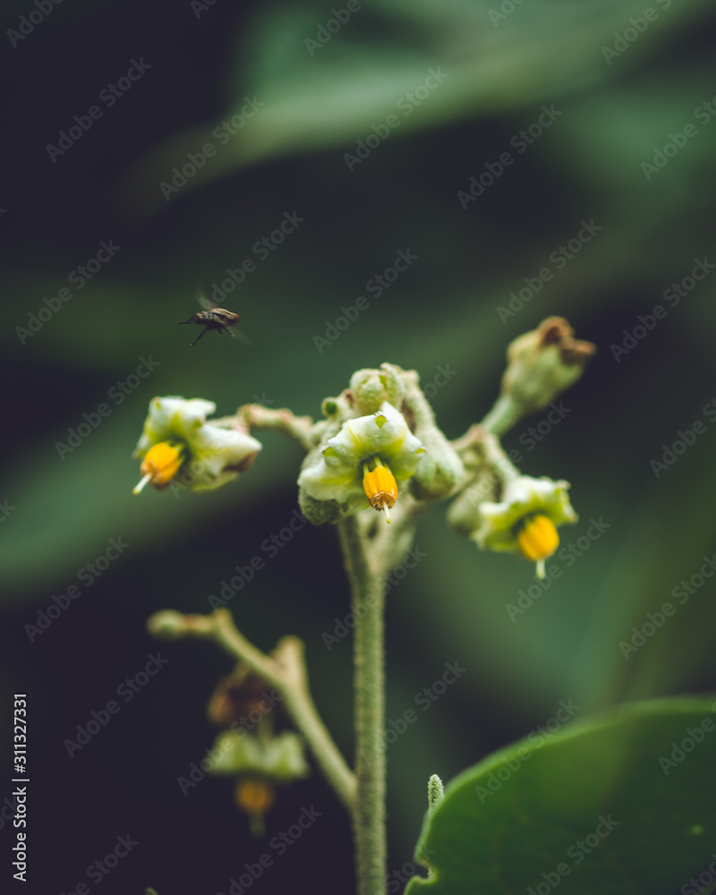 Tiny flowers with fly flying around Tiny flowers with fly flying around