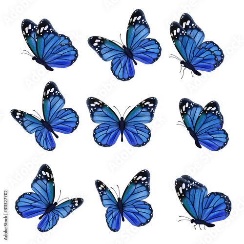 Colored butterflies. Flying beautiful insects wedding butterfly with decorated wings vector. Illustration insect butterfly spring, pattern realistic wings in blue colored