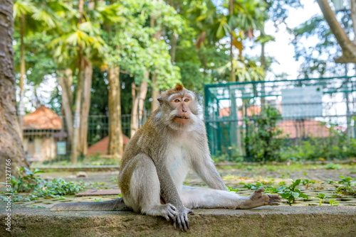 Balinese long-tailed monkey (Macaca Fascicularis) on Monkey Forest, Ubud photo