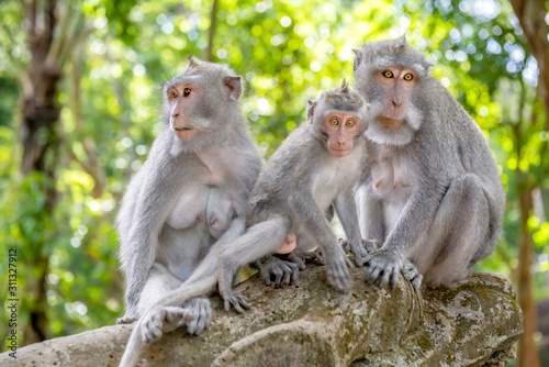 Two female Balinese long-tailed monkeys with her kid (Macaca Fascicularis) on Monkey Forest, Ubud