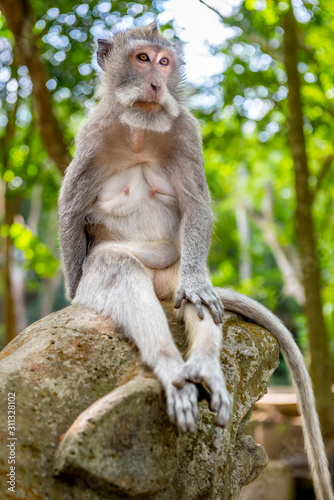 Balinese long-tailed monkey (Macaca Fascicularis) on Monkey Forest, Ubud © Leo Lintang