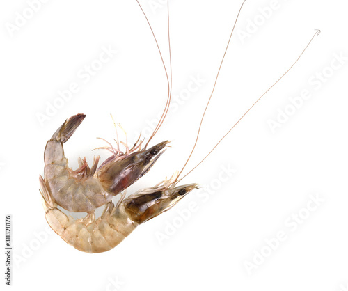 Fresh Prawn or Shrimp Isolated on white background photo