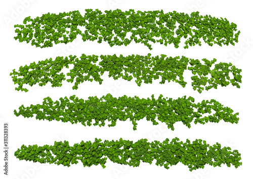 Green ivy plant isolated.3D illustration.
