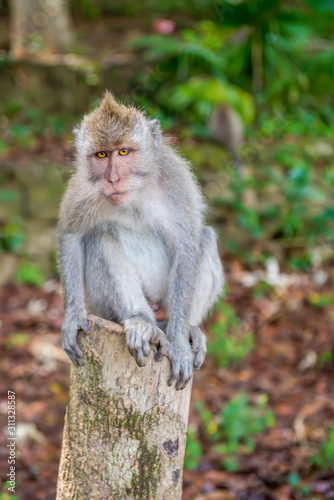 Balinese long-tailed monkey (Macaca Fascicularis) on Monkey Forest, Ubud