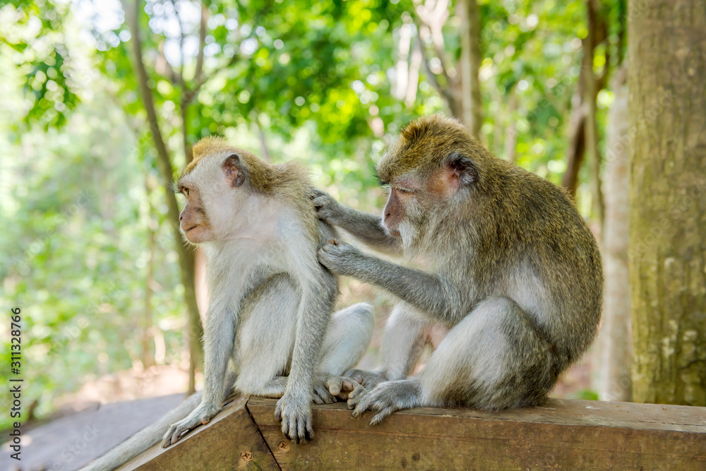 Two Balinese long-tailed monkeys (Macaca Fascicularis) on Monkey Forest, Ubud