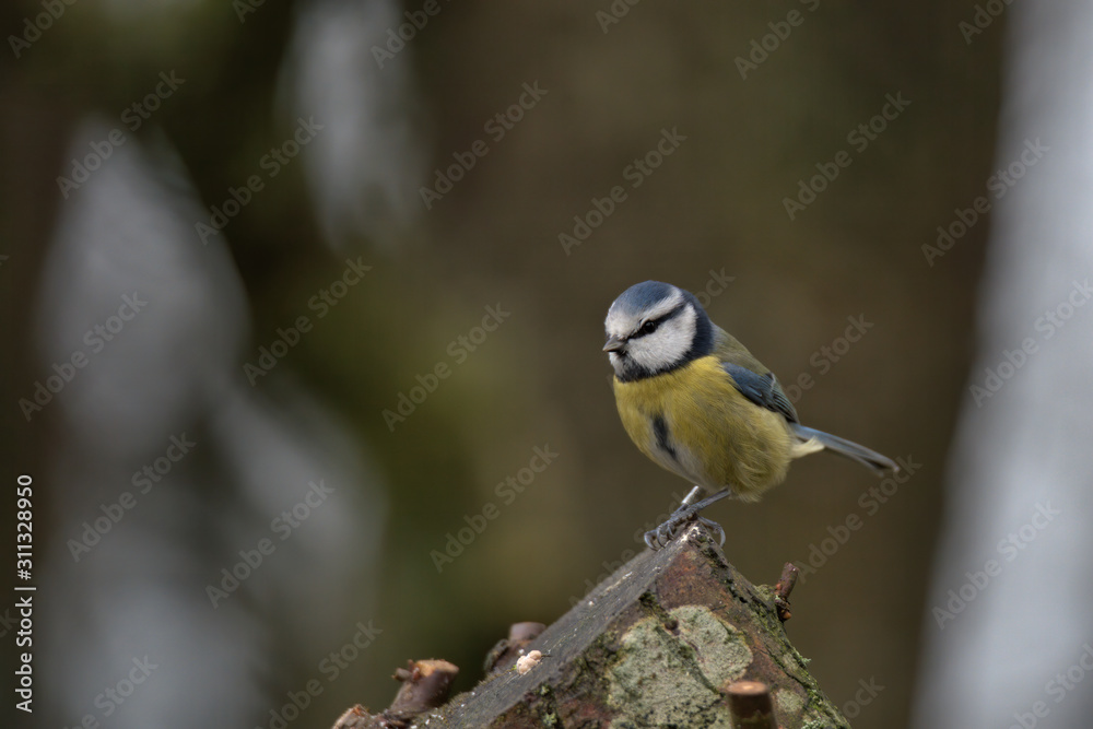 Fototapeta premium Eurasian blue tit , Cyanistes caeruleus