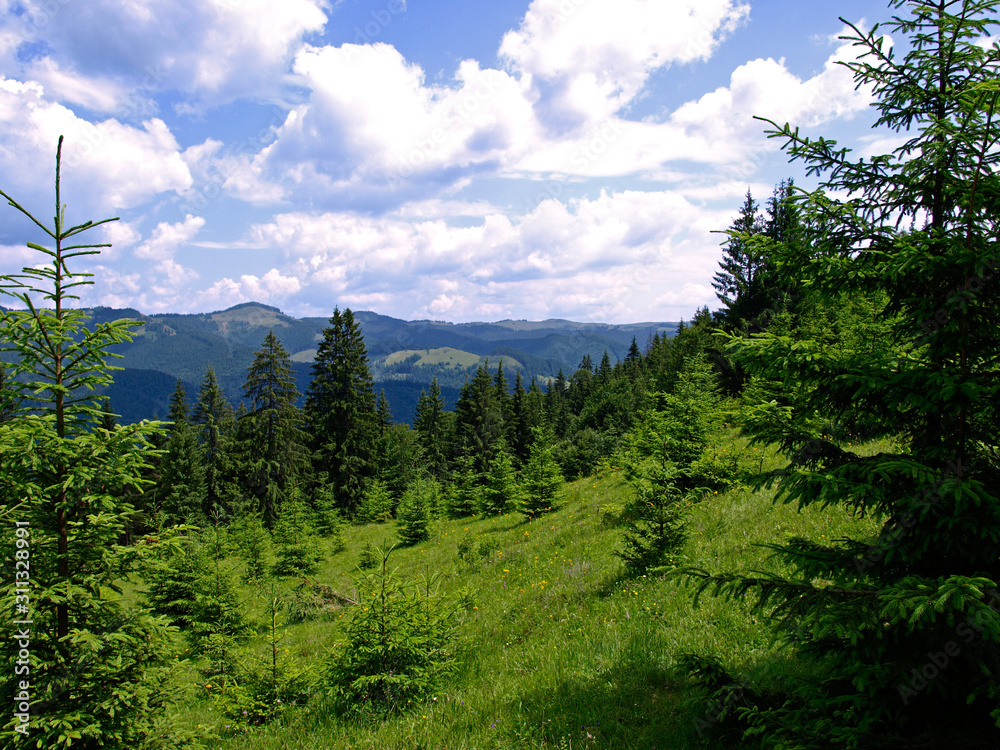 Spruce forest high in green mountains. Picturesque summer mountain landscape with Spruce (Picea abies) forest in the Eastern Carpathians, Ukraine. Mountains and gorges of the Carpathian region Spruce forest high in green mountains. Picturesque summer mountain landscape with Spruce (Picea abies) forest in the Eastern Carpathians, Ukraine. Mountains and gorges of the Carpathian region