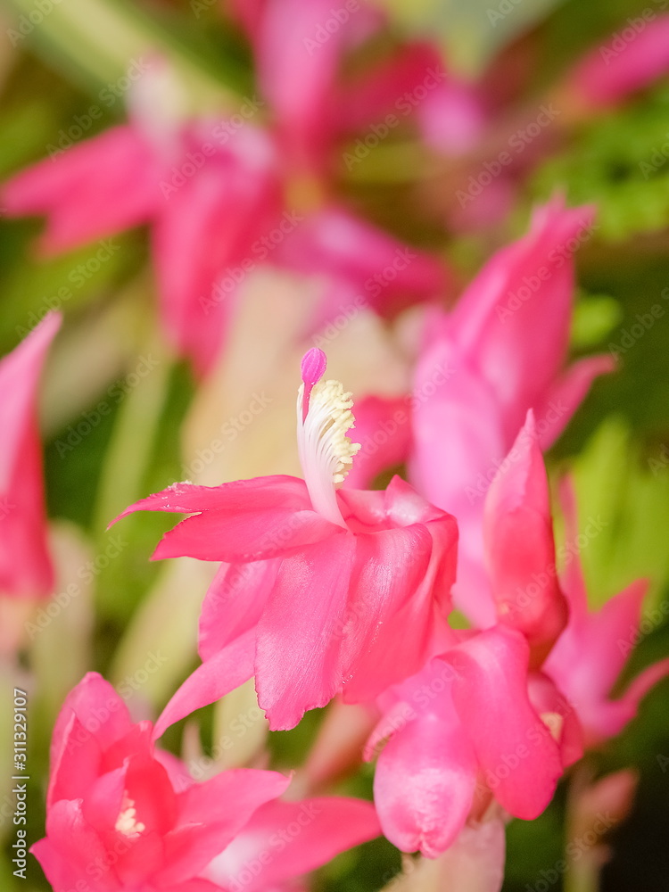 Close up white pollens and pink petal of False Christmas Cactus blossom blooming with nature blurred background