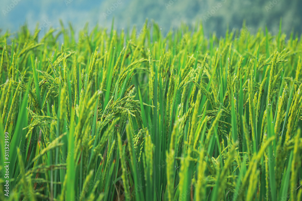 Fototapeta premium Green rice paddy field. Rice plantation. Organic jasmine rice farm in Asia. Rice growing agriculture. Beautiful nature of farmland.